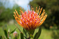 Orange Gelb Protea Blumensamen zur Aussaat duftend Blüten Traditionssorte & ohne Gentechnik Samen Hausgarten