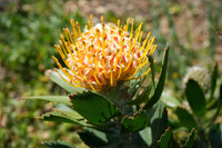 Orange Gelb Protea Blumensamen zur Aussaat duftend Blüten Traditionssorte & ohne Gentechnik Samen Hausgarten