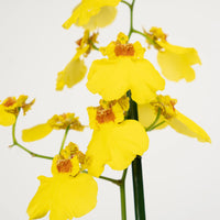 Gelb Schmetterling Orchidee Blumensamen zur Aussaat – hochwertige Qualitäts- – Traditionssorte & ohne Gentechnik Samen Hausgarten