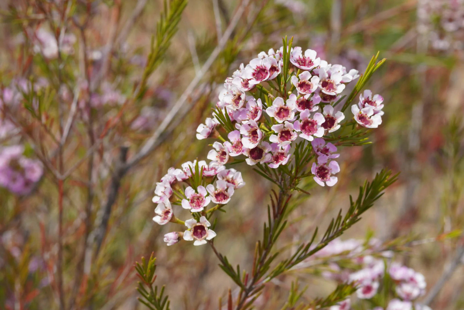 Gemischt Wax Blumensamen zur Aussaat – saisonal Dauerblüher – Traditionssorte & ohne Gentechnik Samen Hausgarten
