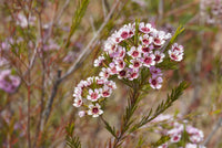 Gemischt Wax Blumensamen zur Aussaat – saisonal Dauerblüher – Traditionssorte & ohne Gentechnik Samen Hausgarten