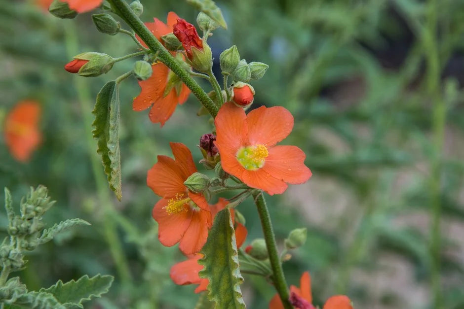 Orange Sphaeralcea Blumensamen zur Aussaat – Landhaus Garten wichtig – Traditionssorte & ohne Gentechnik Samen Hausgarten
