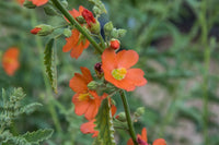 Orange Sphaeralcea Blumensamen zur Aussaat – Landhaus Garten wichtig – Traditionssorte & ohne Gentechnik Samen Hausgarten