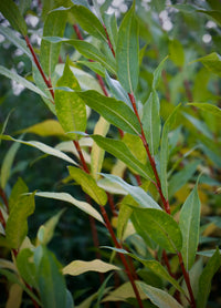 Flame Willow Pflanzensamen zur Aussaat – Halbschatten verträglich – Traditionssorte & ohne Gentechnik Samen Hausgarten