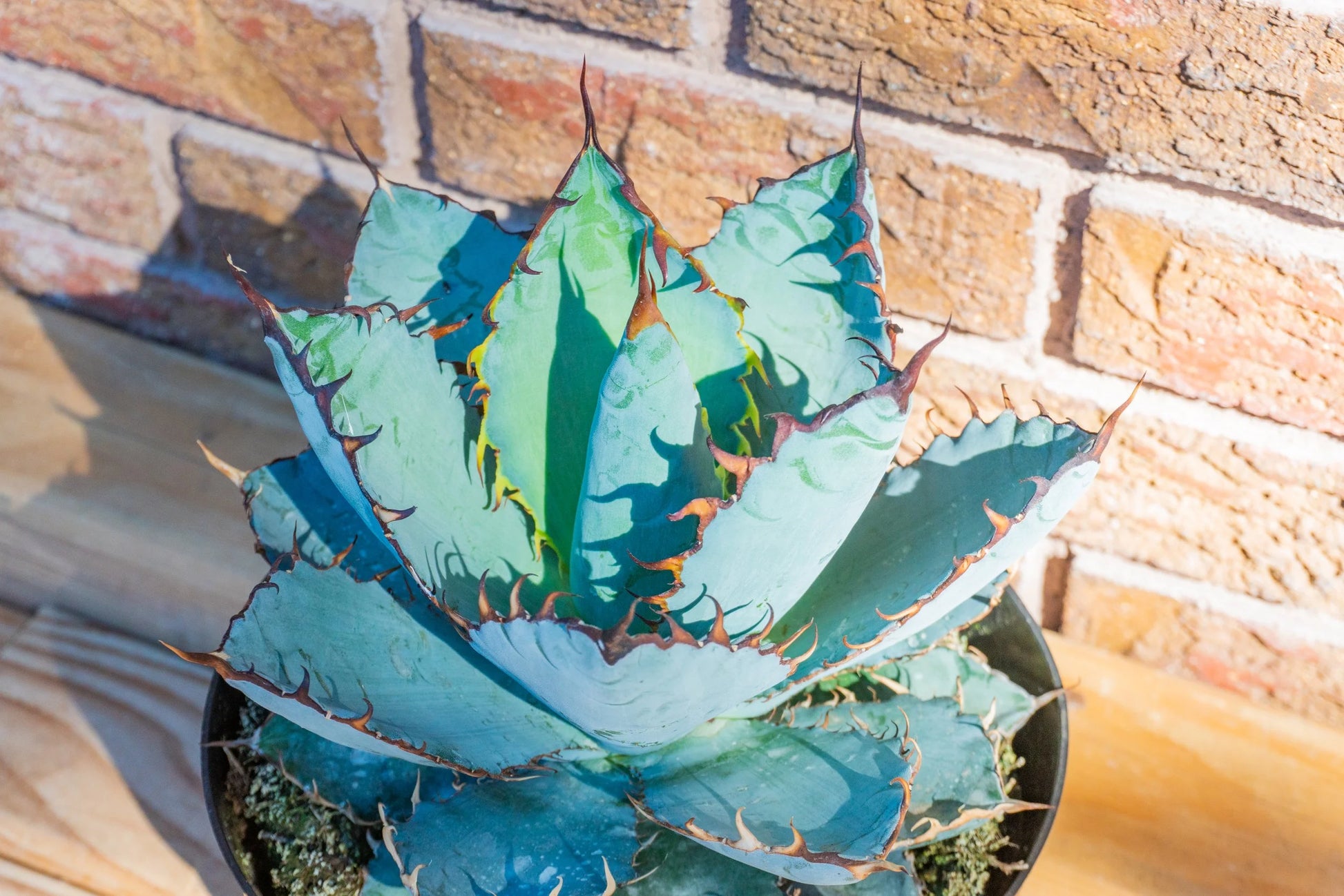 Blau Agave Titanota Kraut samen  zur Aussaat kompakt Wuchs Traditionssorte & ohne Gentechnik Samen Hausgarten