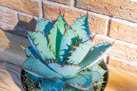 Blau Agave Titanota Kraut samen  zur Aussaat kompakt Wuchs Traditionssorte & ohne Gentechnik Samen Hausgarten