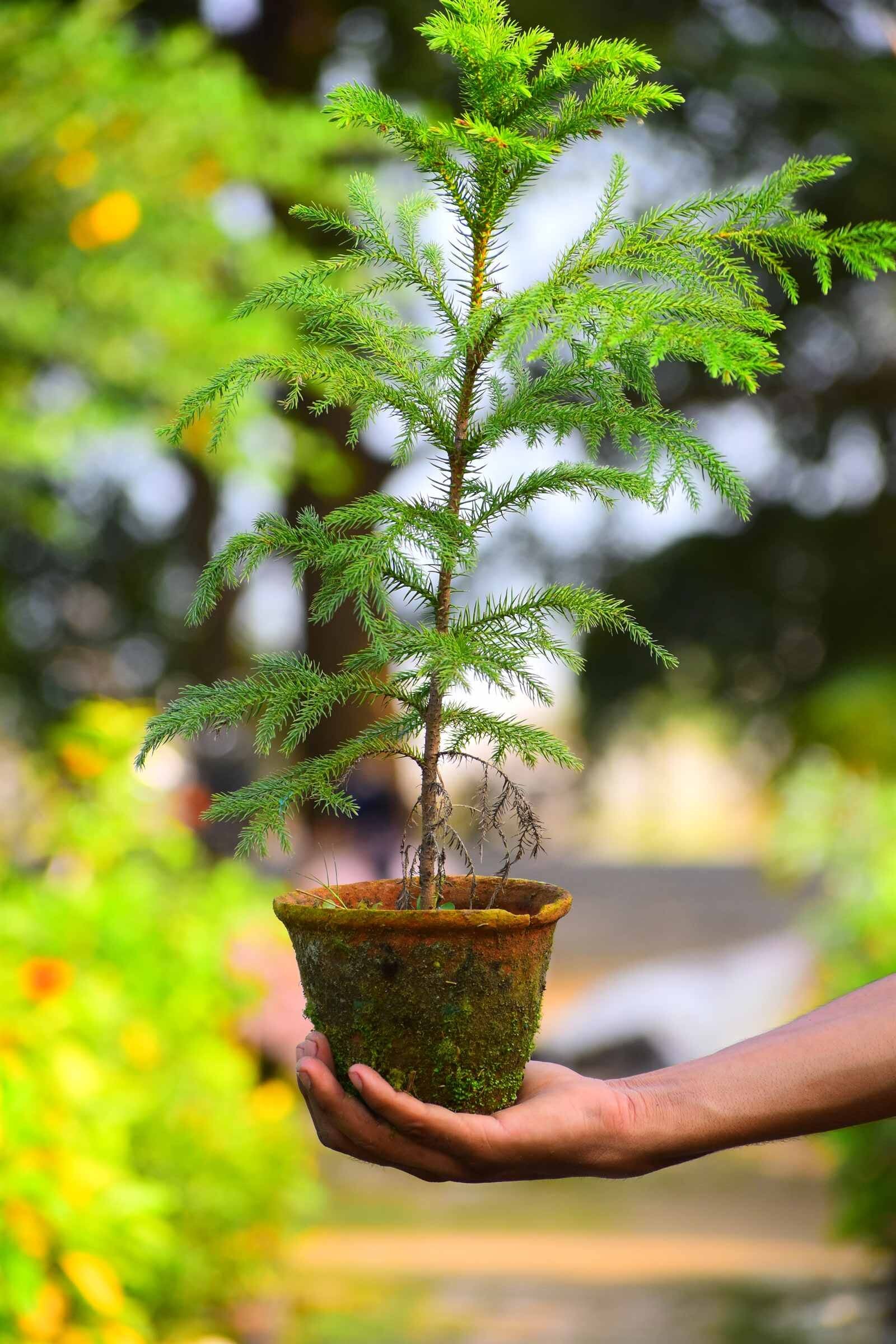 Araucaria Blumensamen zur Aussaat Halbschatten verträglich Traditionssorte & ohne Gentechnik Samen Hausgarten