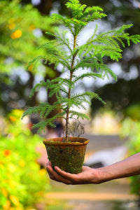 Araucaria Blumensamen zur Aussaat Halbschatten verträglich Traditionssorte & ohne Gentechnik Samen Hausgarten