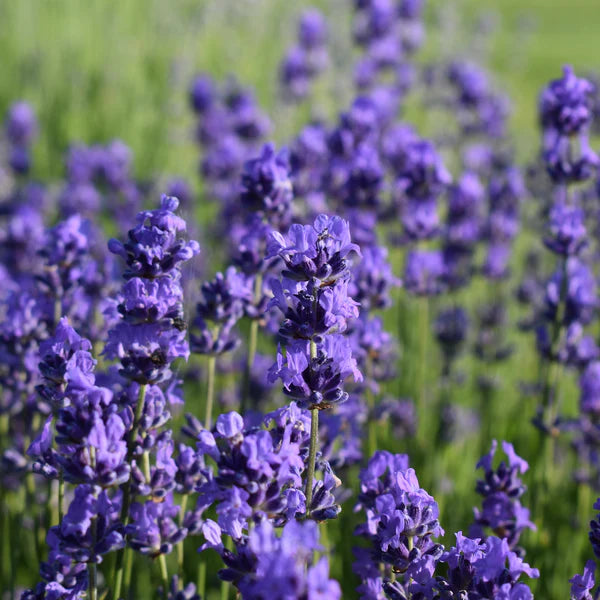 Drillingsblume Lavendel Blumensamen zur Aussaat – robust Sorte – Traditionssorte & ohne Gentechnik Samen Hausgarten