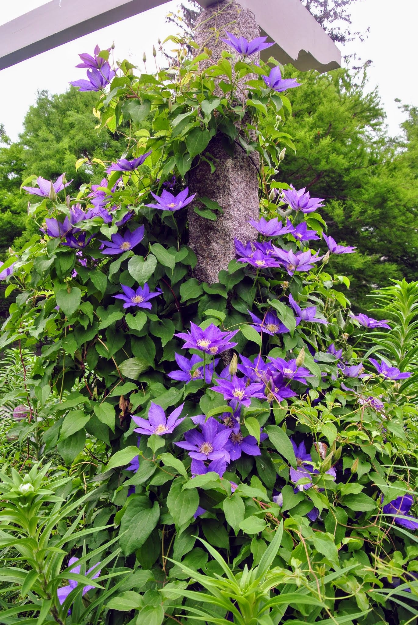 Waldrebe kletternd Blumensamen zur Aussaat leuchtend Traditionssorte & ohne Gentechnik Samen Hausgarten