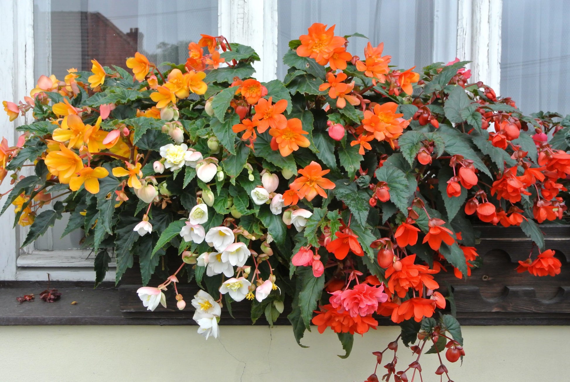 Begonie Blumensamen zur Aussaat sonnenliebend Traditionssorte & ohne Gentechnik Samen Hausgarten