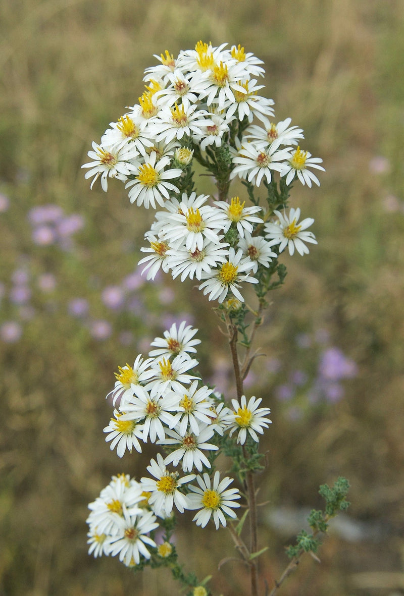 Weiß prairie aster blume samen for anpflanzung - cut blume favorite, heirloom & gmo free samen for home garten
sale samen for home garten