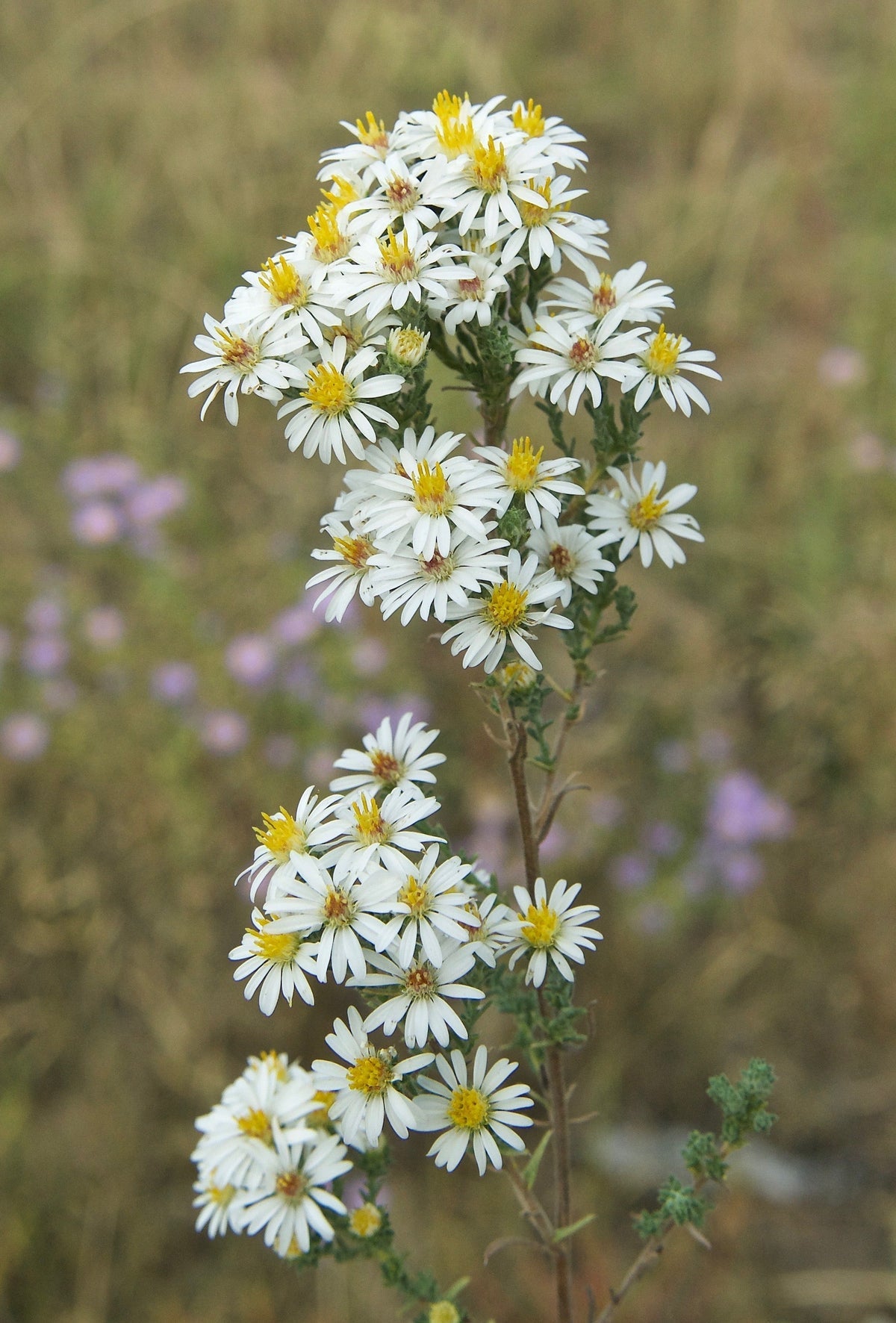 Weiß prairie aster blume samen for anpflanzung - cut blume favorite, heirloom & gmo free samen for home garten
 
 sale samen for home garten