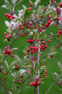 Rote Aronia arbutifolia Samen für einfaches Anpflanzen