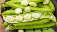 Weiß Mogettes Beans Planting Samen for Gemüses