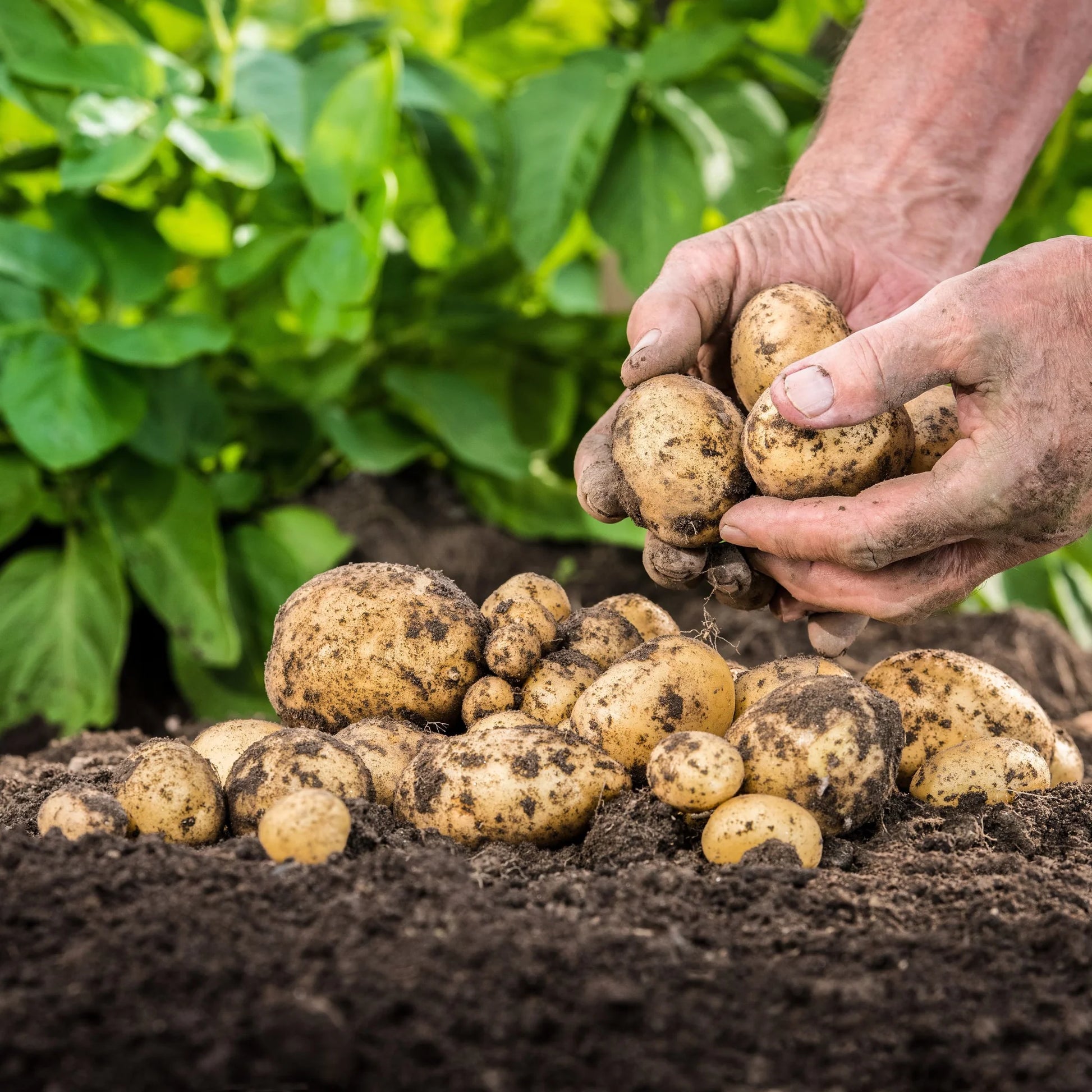 Gelb Potato Gemüsesamen Planting
