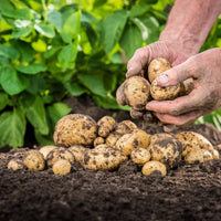 Gelb Potato Gemüsesamen Planting