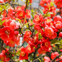Orange Chaenomeles Blumensamen zur Aussaat leuchtend Blüten