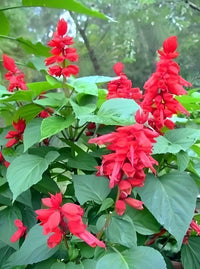 Enana Roja Blumensamen zur Aussaat – pflegeleicht – Traditionssorte & ohne Gentechnik Samen Hausgarten