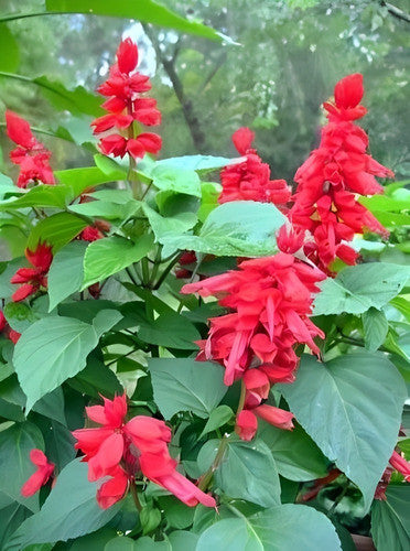 Enana Roja Blumensamen zur Aussaat – pflegeleicht – Traditionssorte & ohne Gentechnik Samen Hausgarten