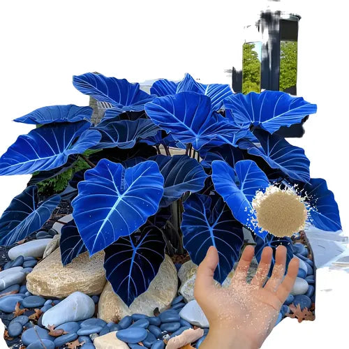 Mischung Blau Caladium Blumensamen zur Aussaat – Landhaus Garten wichtig – Traditionssorte & ohne Gentechnik Samen Hausgarten