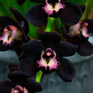 Schwarz Schmetterlingsorchidee Orchidee Samen ideal Rabatten Traditionssorte & ohne Gentechnik Samen Hausgarten