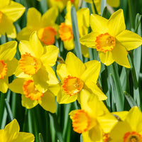 Mixed flowering daffodil samen for gardens