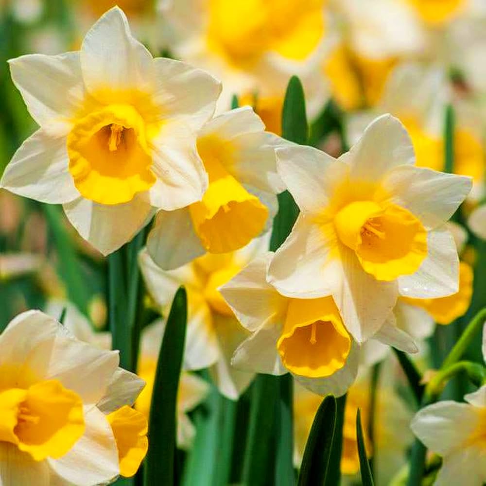 Non gmo daffodil high quality samen for gardening
