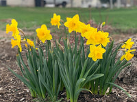 Non gmo mixed daffodil samen