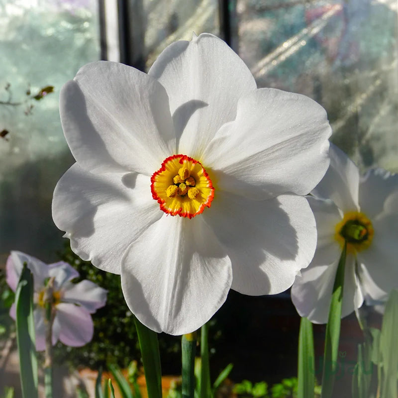 Perennial daffodil samen for spring flowering gardens