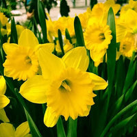 Mixed daffodil samen collection for anpflanzung