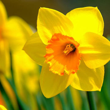 Premium daffodil samen for spring blooms anpflanzung
