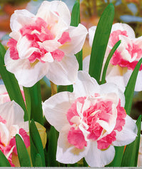 Gemischt Rosa Narzisse Samen zur Aussaat Landhaus Garten wichtig Traditionssorte & ohne Gentechnik Samen Hausgarten