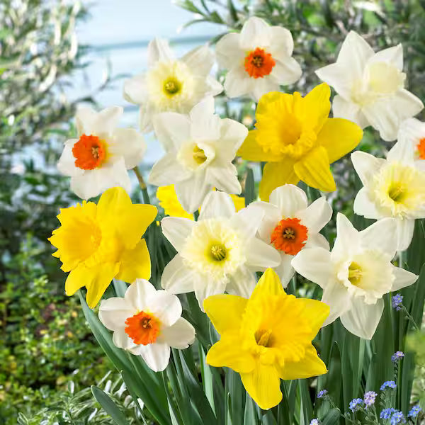 Daffodil samen for anpflanzung in spring