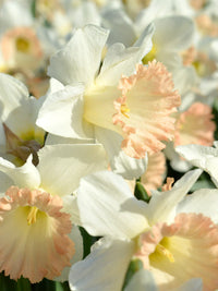 Creme Narzisse Blumensamen zur Aussaat Bestäuber freundlich Traditionssorte & ohne Gentechnik Samen Hausgarten