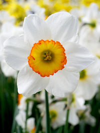 Narzisse Blumensamen zur Aussaat – Schnitt Blume beliebt – Traditionssorte & ohne Gentechnik Samen Hausgarten