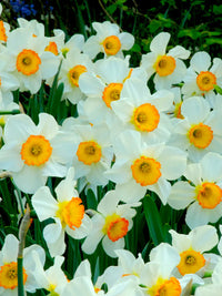 Daffodil (daffodil narcissus) samen for anpflanzung in home garten