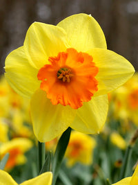 Daffodils Blumensamen zur Aussaat leuchtend Orange & Gelb Perennials