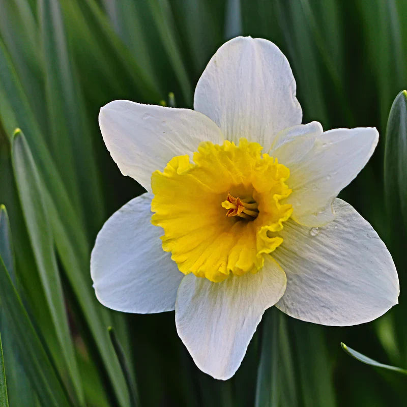 Premium weiß daffodils blume samen for easy anpflanzung