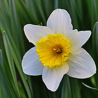 Premium weiß daffodils blume samen for easy anpflanzung