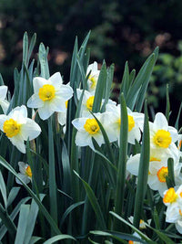 Daffodils blume samen anpflanzung weiß