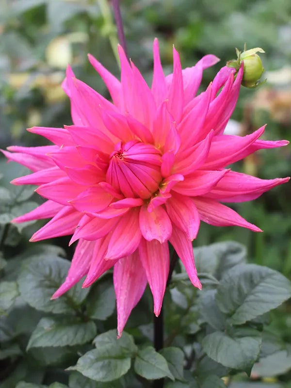 Gemischt Jupiter Blume Samen zur Aussaat