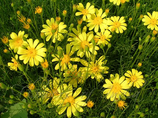 Gelb Thymophylla Blumensamen zur Aussaat – sonnenliebend – Traditionssorte & ohne Gentechnik Samen Hausgarten
