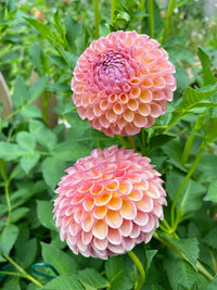 Dahlias Blumensamen zur Aussaat Drought verträglich Traditionssorte & ohne Gentechnik Samen Hausgarten