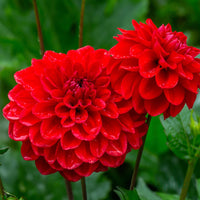 Rot Dahlie Blumensamen zur Aussaat farbenfroh Schau Traditionssorte & ohne Gentechnik Samen Hausgarten