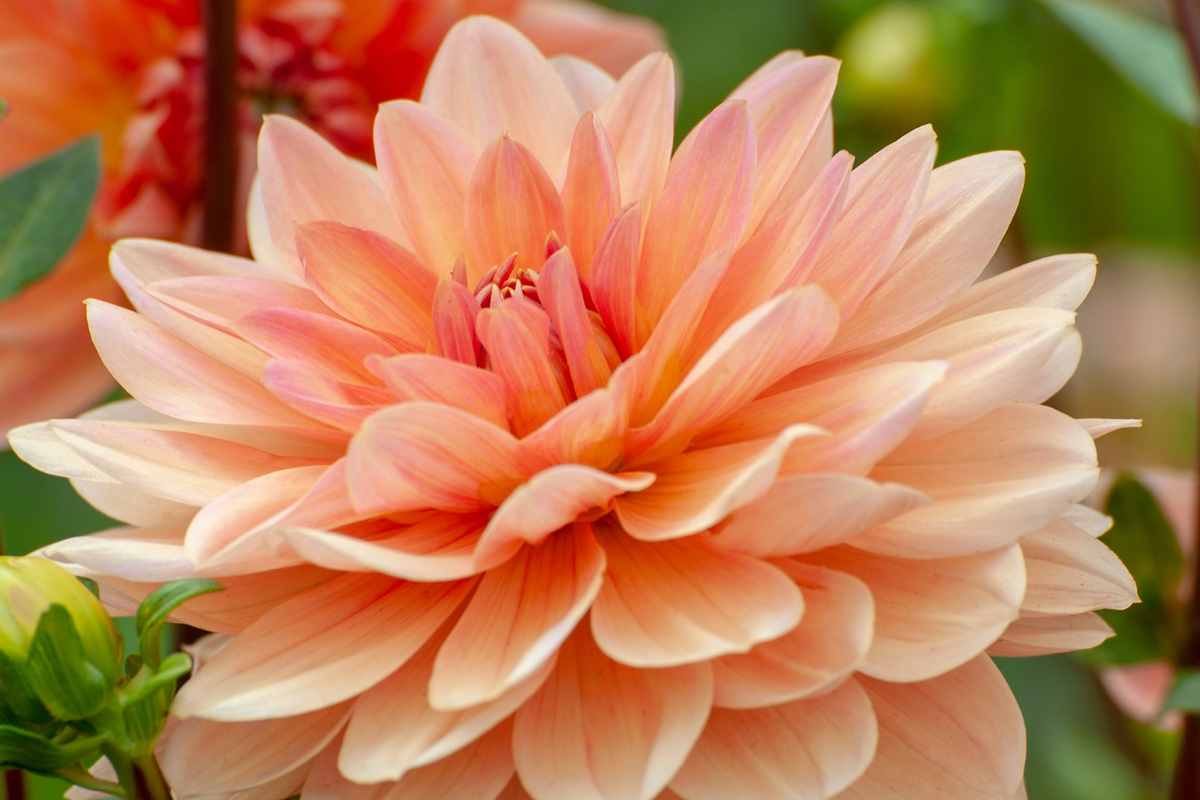 Pfirsichfarben Immergrün Dahlia 'Rancho Blumensamen – Delicate einjährig Warm Seasons