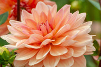 Pfirsichfarben Immergrün Dahlia 'Rancho Blumensamen – Delicate einjährig Warm Seasons