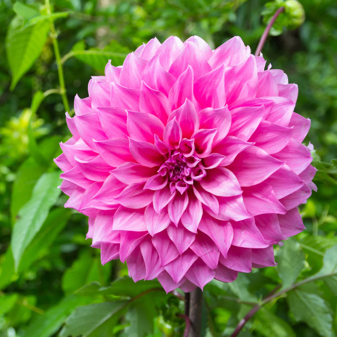 Dahlie Blumensamen zur Aussaat kompakt Wuchs Traditionssorte & ohne Gentechnik Samen Hausgarten