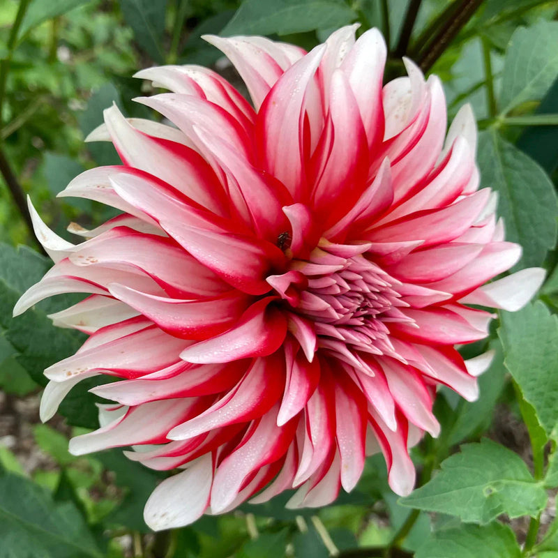 Dahlia santa claus blume samen for anpflanzung shade tolerant heirloom & gmo free samen for home garten 
 
 sale samen for home garten anpflanzung