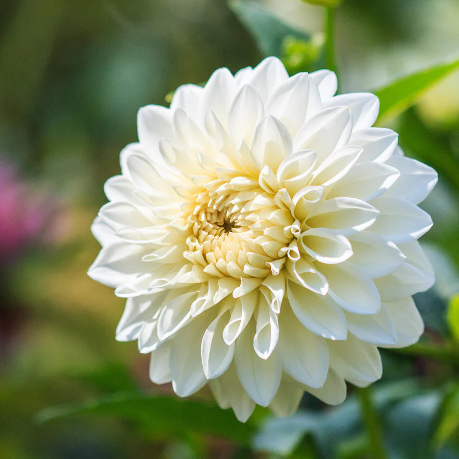 Dahlie Blumensamen zur Aussaat lang Blüte Saison Traditionssorte & ohne Gentechnik Samen Hausgarten